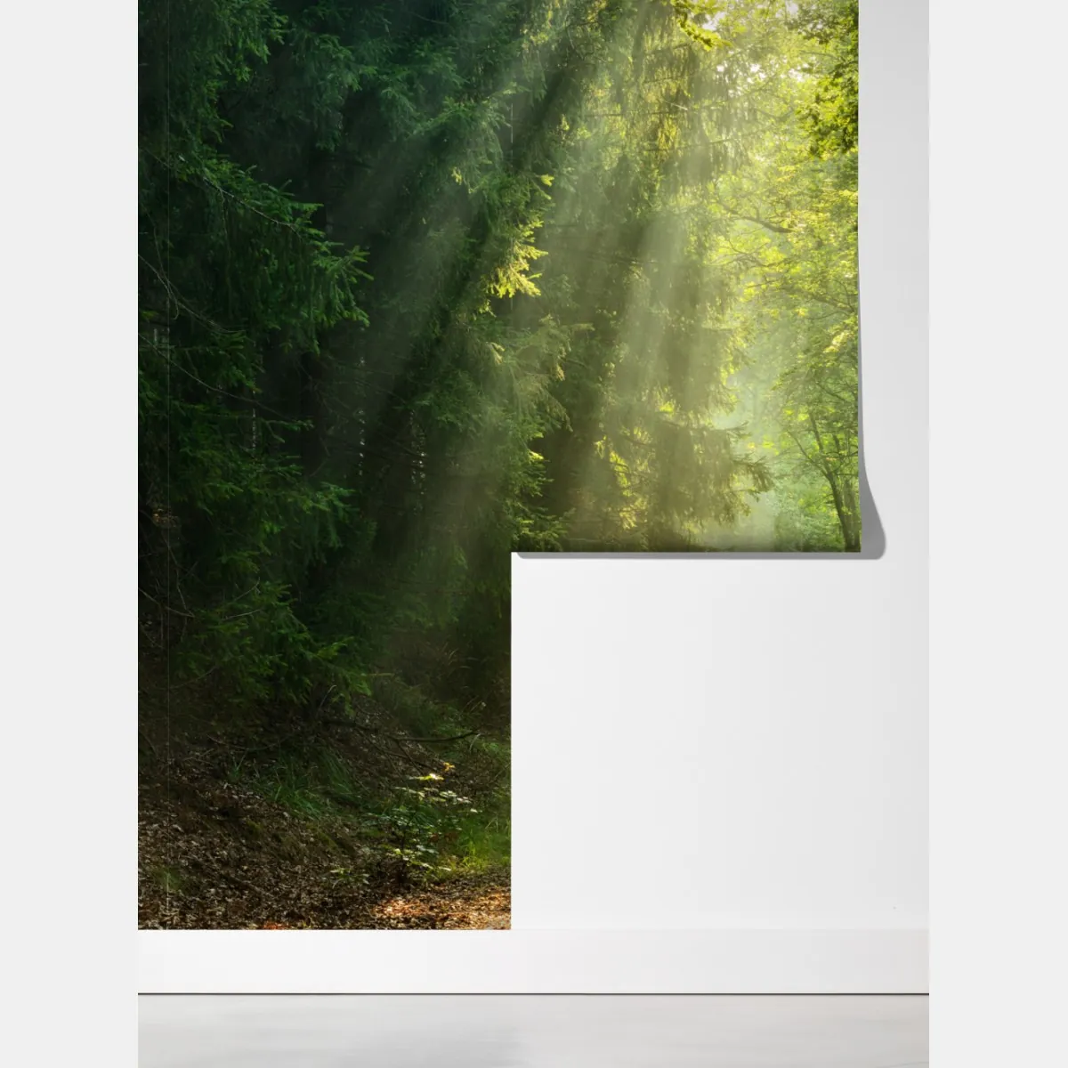 Fototapeta słoneczna ścieżka w lesie – Wallissimo® Fototapeta słoneczna ścieżka w lesie – Wallissimo®