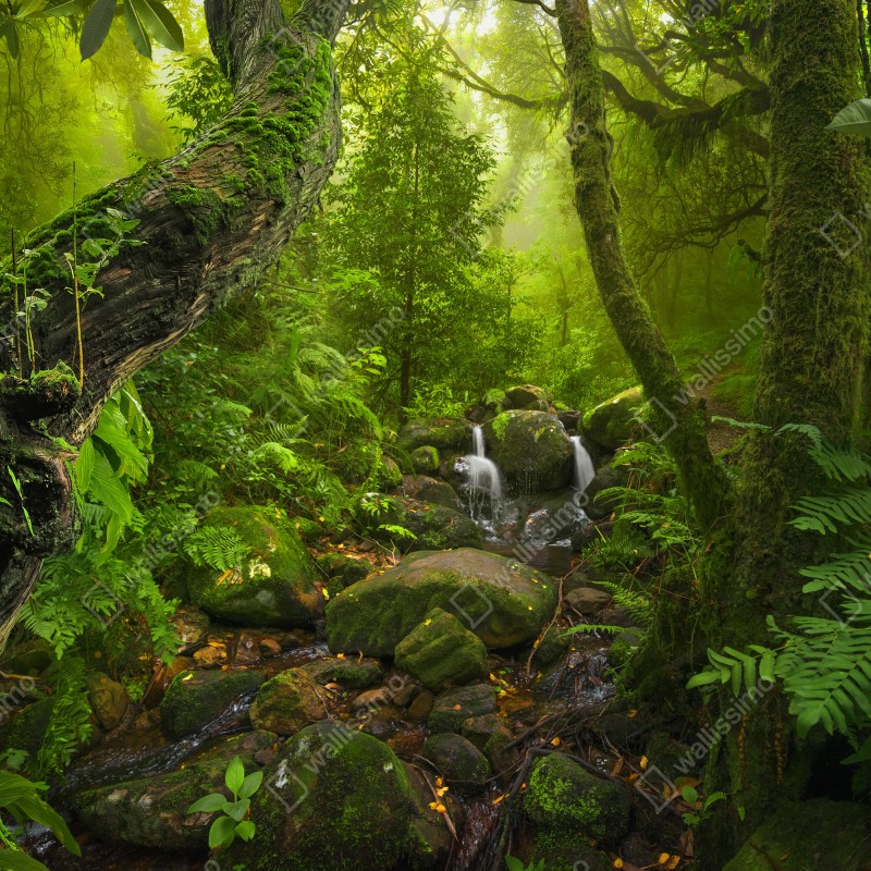 Fototapeta bujny zielony las z potokiem – Wallissimo® Fototapeta bujny zielony las z potokiem – Wallissimo®