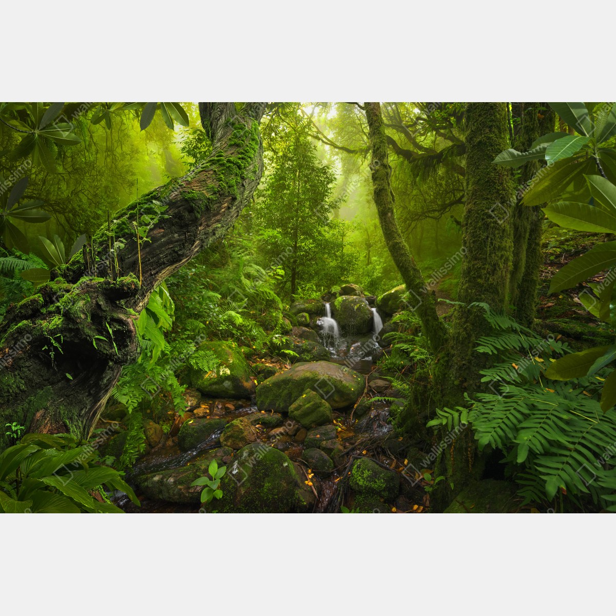 Fototapeta bujny zielony las z potokiem – Wallissimo® Fototapeta bujny zielony las z potokiem – Wallissimo®