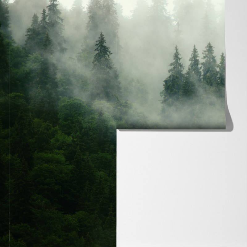 Fototapeta mglisty iglasty las – Wallissimo® Fototapeta mglisty iglasty las – Wallissimo®