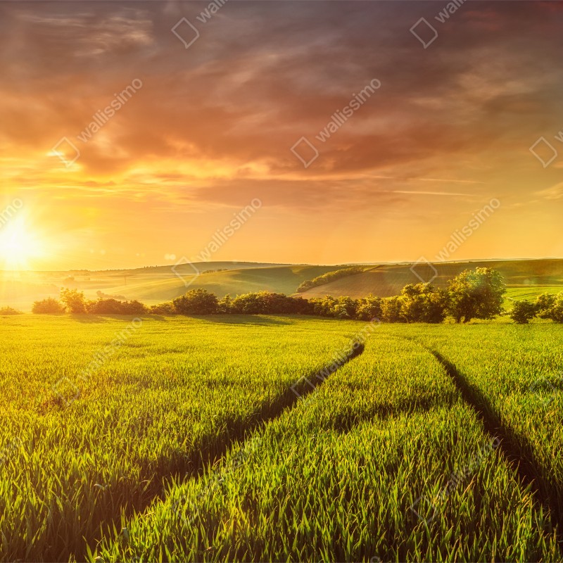Fototapeta słoneczna łąka o zachodzie słońca – Wallissimo® Fototapeta słoneczna łąka o zachodzie słońca – Wallissimo®