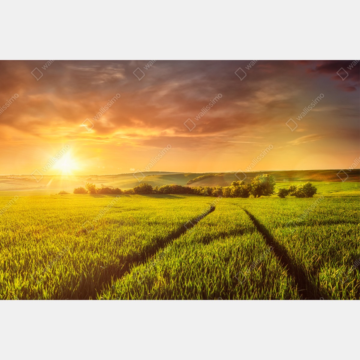 Fototapeta słoneczna łąka o zachodzie słońca – Wallissimo® Fototapeta słoneczna łąka o zachodzie słońca – Wallissimo®