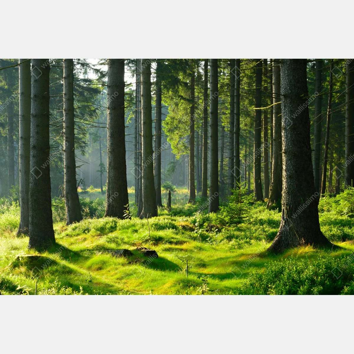 Fototapeta słoneczna zielona polana w lesie – Wallissimo® Fototapeta słoneczna zielona polana w lesie – Wallissimo®