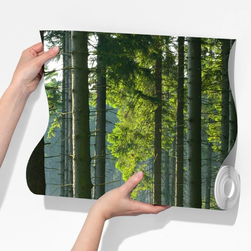 Fototapeta słoneczna zielona polana w lesie – Wallissimo® Fototapeta słoneczna zielona polana w lesie – Wallissimo®