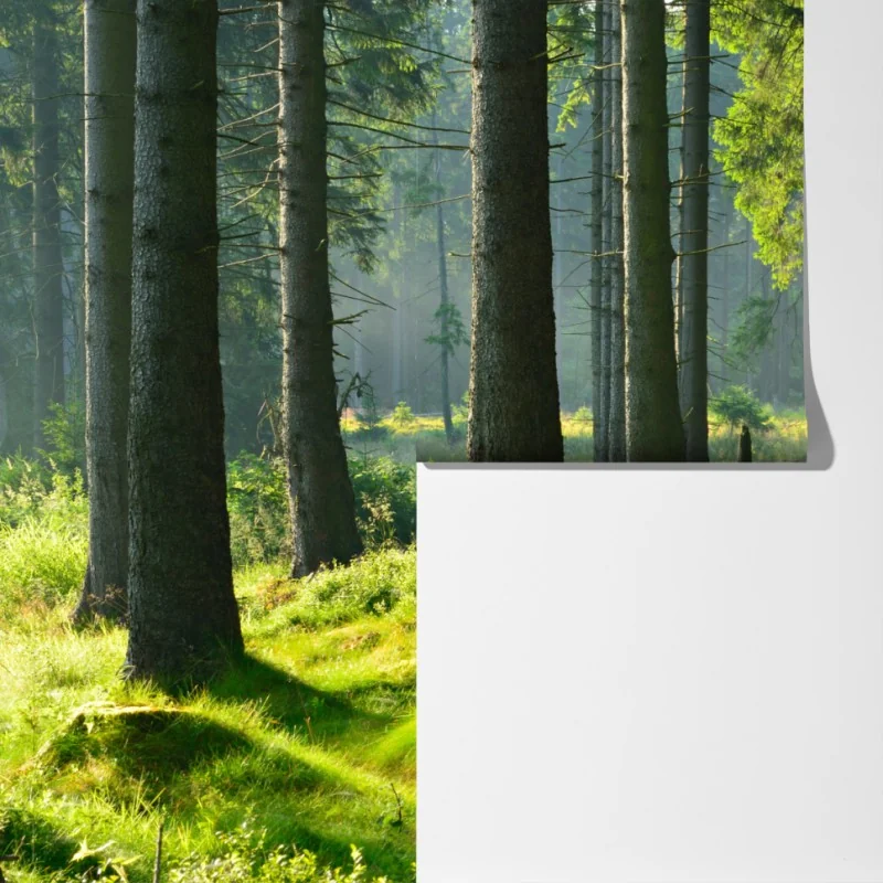 Fototapeta słoneczna zielona polana w lesie – Wallissimo® Fototapeta słoneczna zielona polana w lesie – Wallissimo®