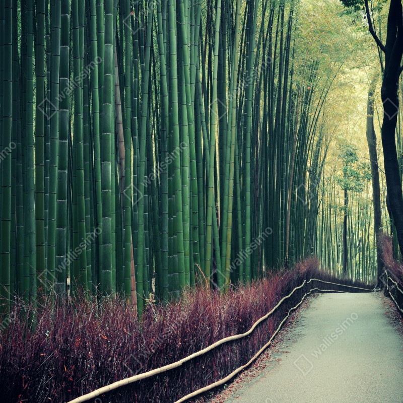 Fototapeta spokojna alejka bambusowa w Arashiyama – Wallissimo® Fototapeta spokojna alejka bambusowa w Arashiyama – Wallissimo®