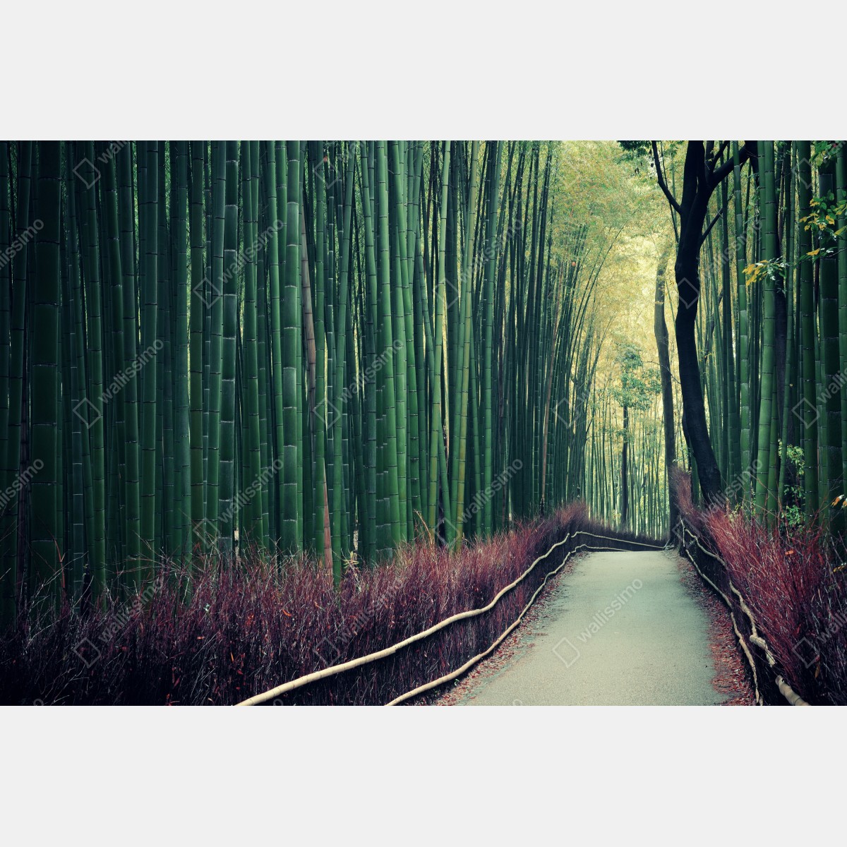Fototapeta spokojna alejka bambusowa w Arashiyama – Wallissimo® Fototapeta spokojna alejka bambusowa w Arashiyama – Wallissimo®