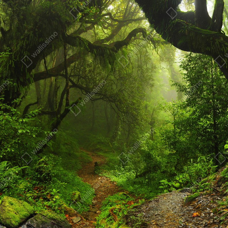 Fototapeta zaczarowana mszysta ścieżka leśna – Wallissimo® Fototapeta zaczarowana mszysta ścieżka leśna – Wallissimo®