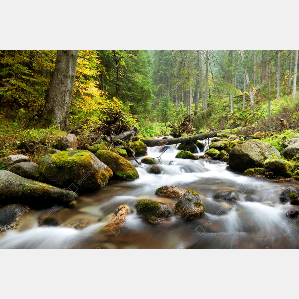 Fototapeta porośnięty mchem strumień leśny – Wallissimo® Fototapeta porośnięty mchem strumień leśny – Wallissimo®