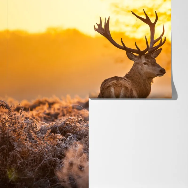 Fototapeta złoty jeleń o świcie – Wallissimo® Fototapeta złoty jeleń o świcie – Wallissimo®