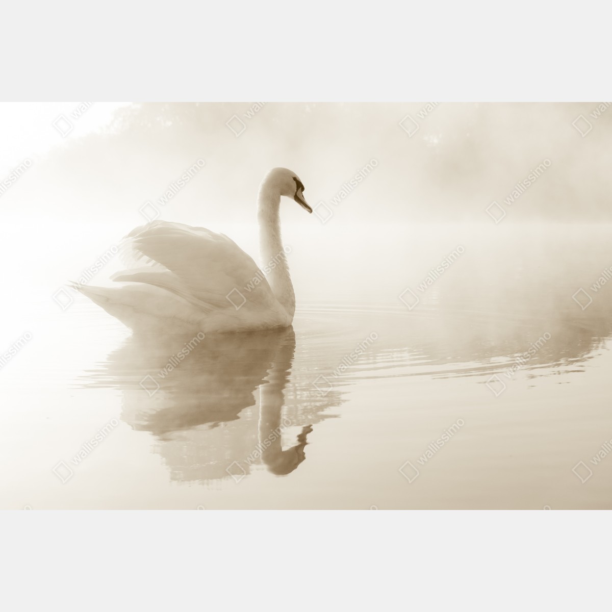 Fototapeta elegancki łabędź we mgle – Wallissimo® Fototapeta elegancki łabędź we mgle – Wallissimo®