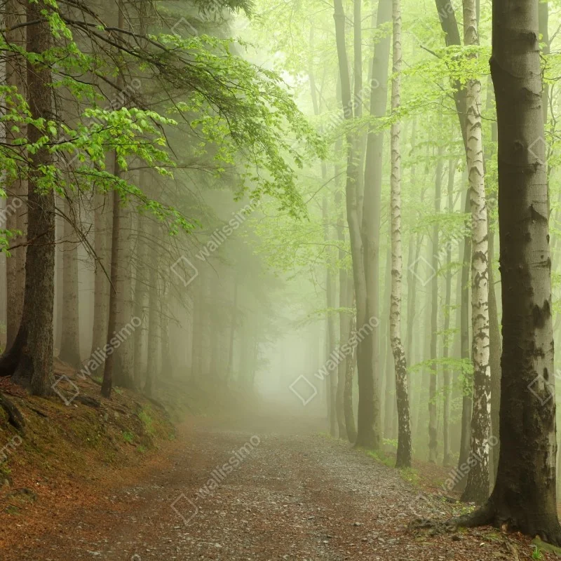 Fototapeta mglisty leśny szlak – Wallissimo® Fototapeta mglisty leśny szlak – Wallissimo®