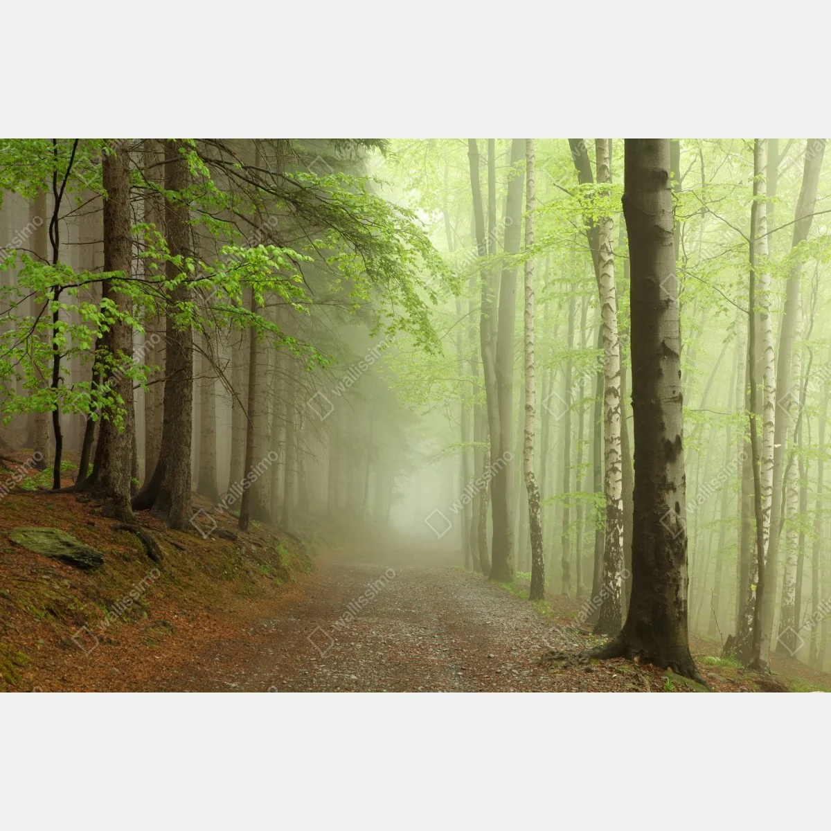 Fototapeta mglisty leśny szlak – Wallissimo® Fototapeta mglisty leśny szlak – Wallissimo®