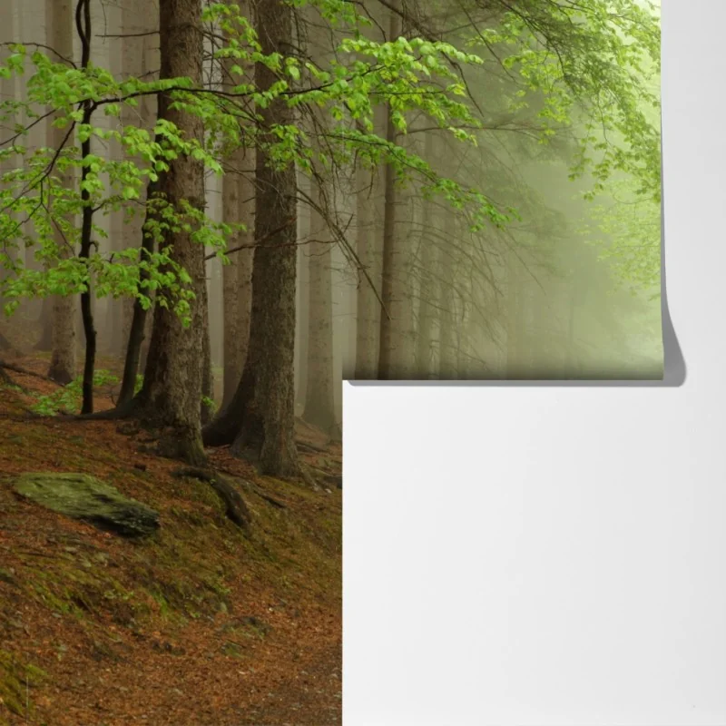 Fototapeta mglisty leśny szlak – Wallissimo® Fototapeta mglisty leśny szlak – Wallissimo®