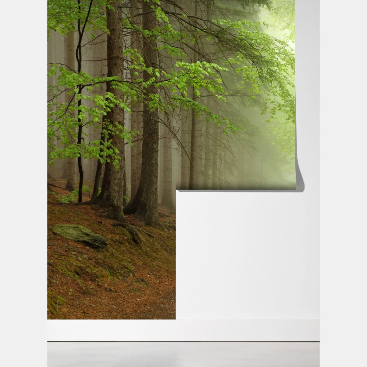 Fototapeta mglisty leśny szlak – Wallissimo® Fototapeta mglisty leśny szlak – Wallissimo®