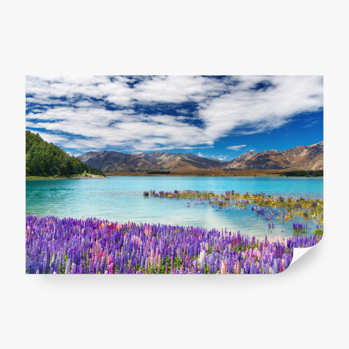 Fototapeta Lake Tekapo łubinowy dywan nad turkusowym jeziorem – Wallissimo® Fototapeta Lake Tekapo łubinowy dywan nad turkusowym jeziorem – Wallissimo®