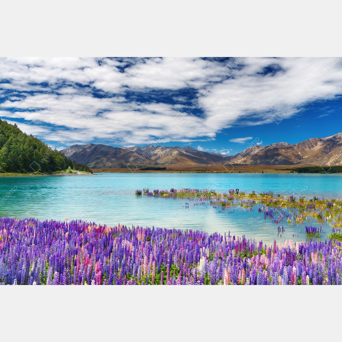 Fototapeta Lake Tekapo łubinowy dywan nad turkusowym jeziorem – Wallissimo® Fototapeta Lake Tekapo łubinowy dywan nad turkusowym jeziorem – Wallissimo®