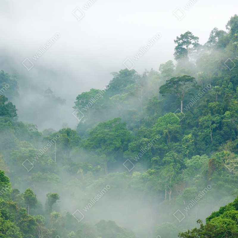 Fototapeta poranna mgła nad Kaeng Krachan – Wallissimo® Fototapeta poranna mgła nad Kaeng Krachan – Wallissimo®