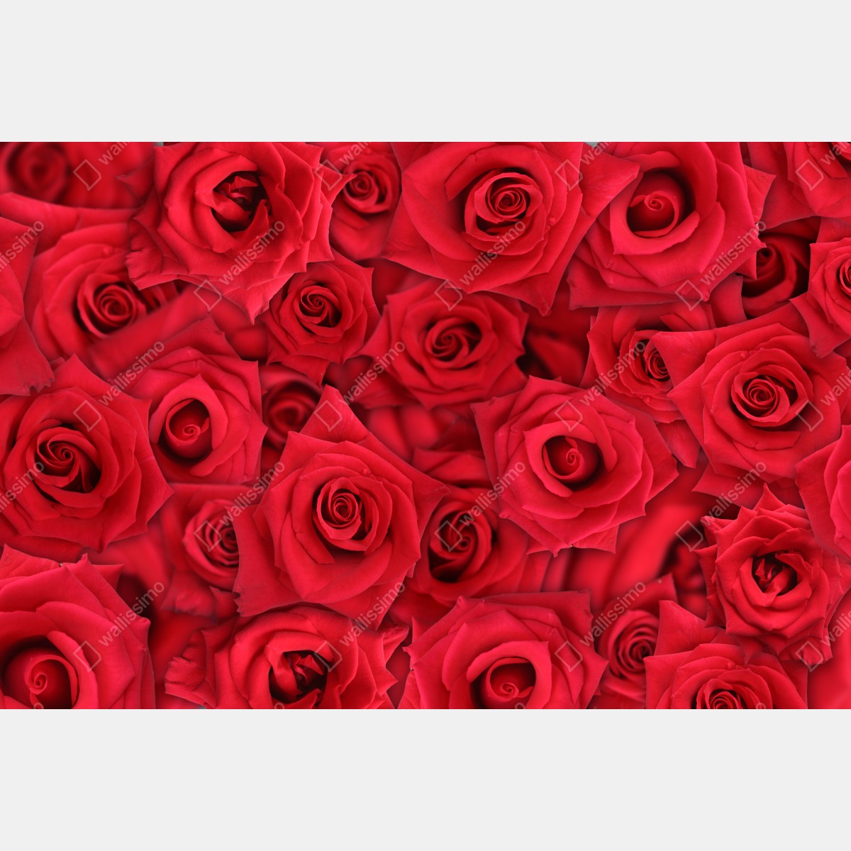 Fototapeta żywe czerwone róże kolaż – Wallissimo® Fototapeta żywe czerwone róże kolaż – Wallissimo®