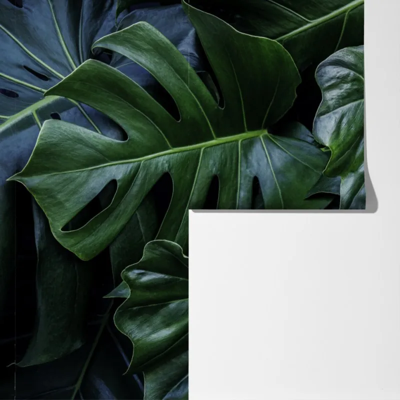Fototapeta bujna tropikalna monstera – Wallissimo® Fototapeta bujna tropikalna monstera – Wallissimo®
