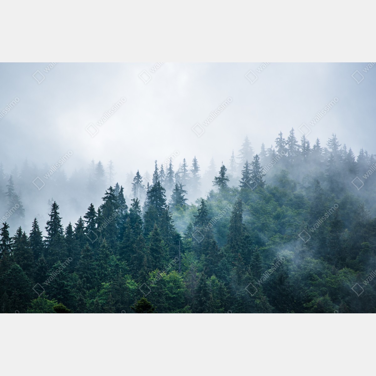 Fototapeta mglisty las iglasty – Wallissimo® Fototapeta mglisty las iglasty – Wallissimo®