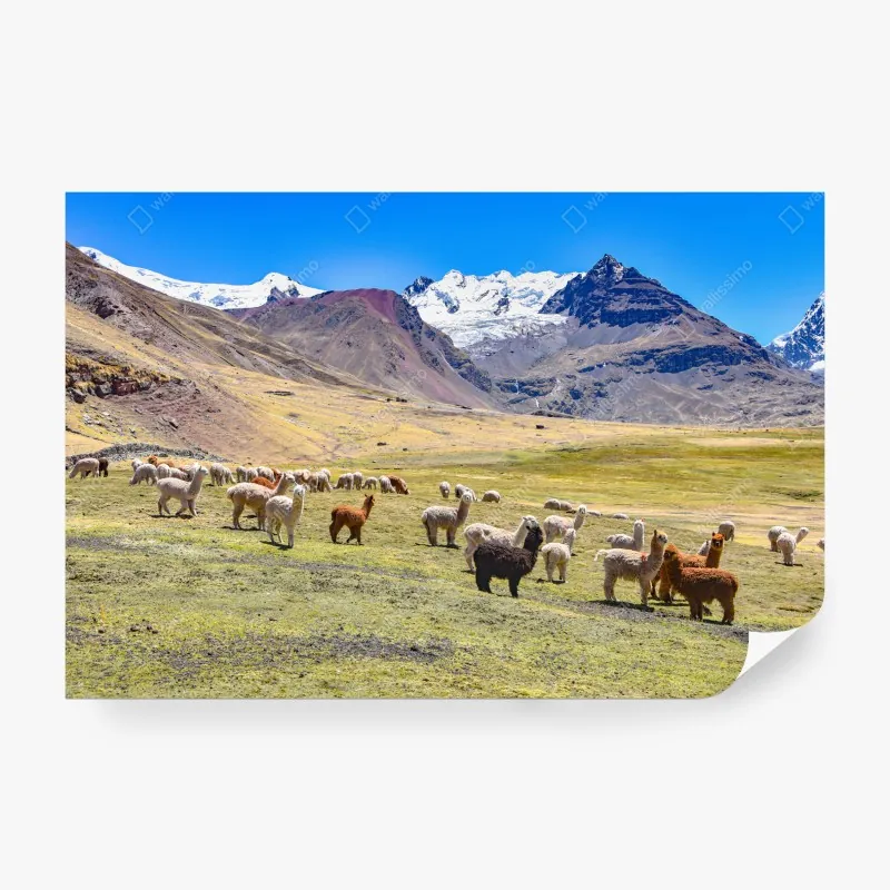 Fototapeta alpaki i lamy pasące się przy Mt Ausangate, Cusco
