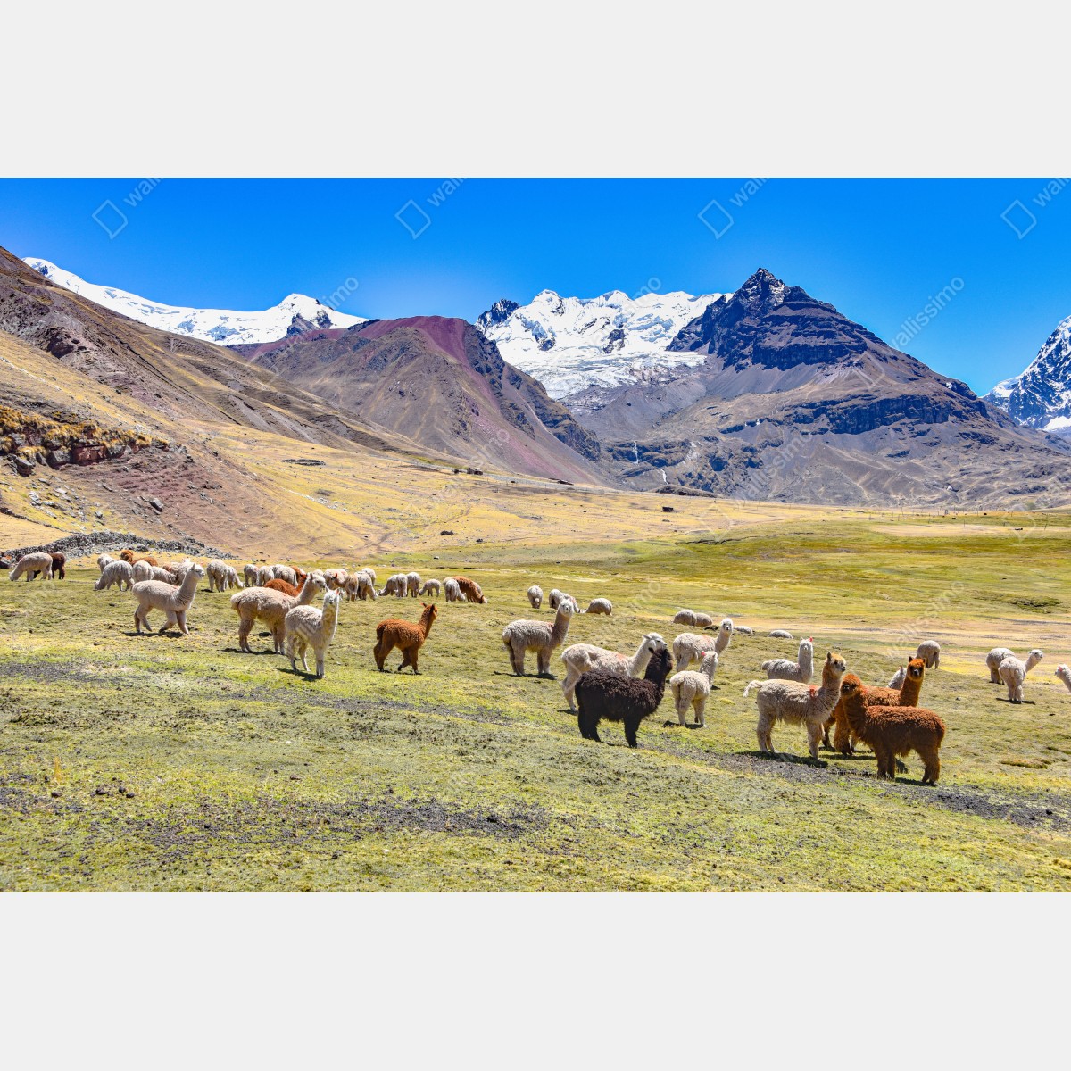 Fototapeta alpaki i lamy pasące się przy Mt Ausangate, Cusco – Wallissimo® Fototapeta alpaki i lamy pasące się przy Mt Ausangate, Cusco – Wallissimo®