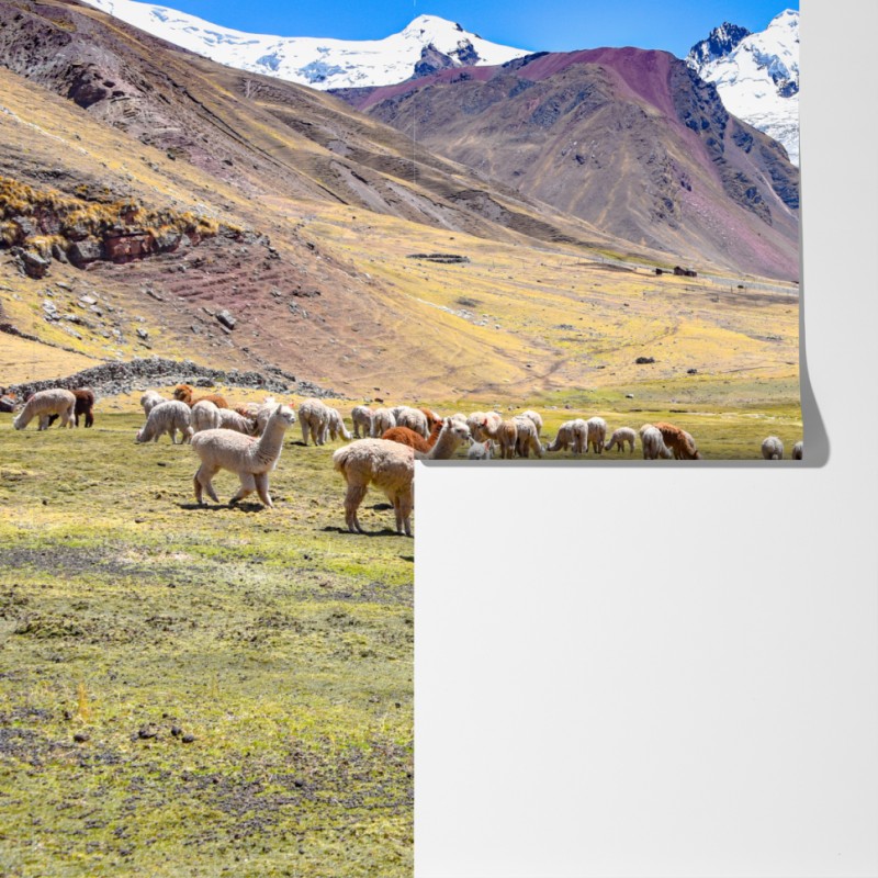 Fototapeta alpaki i lamy pasące się przy Mt Ausangate, Cusco – Wallissimo® Fototapeta alpaki i lamy pasące się przy Mt Ausangate, Cusco – Wallissimo®