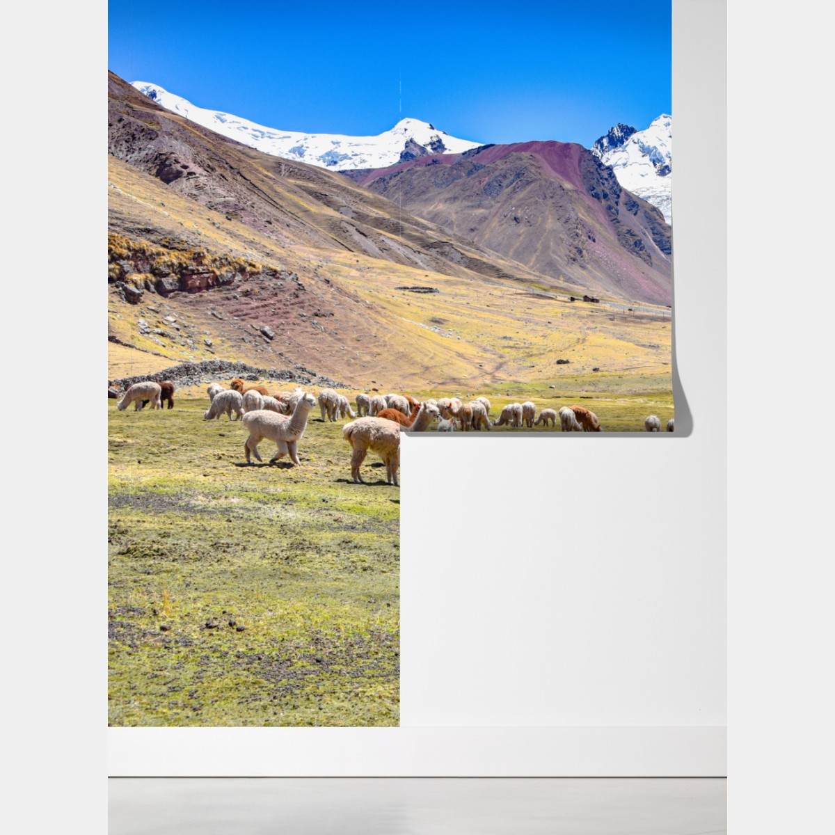 Fototapeta alpaki i lamy pasące się przy Mt Ausangate, Cusco – Wallissimo® Fototapeta alpaki i lamy pasące się przy Mt Ausangate, Cusco – Wallissimo®