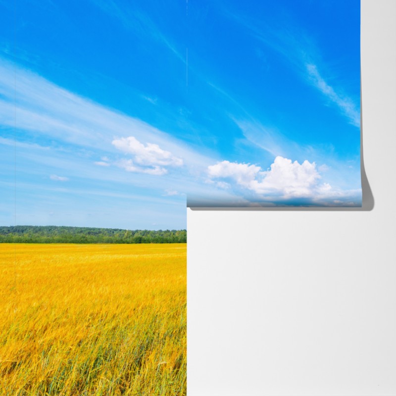 Fototapeta złote pole pod szerokim błękitnym niebem – Wallissimo® Fototapeta złote pole pod szerokim błękitnym niebem – Wallissimo®