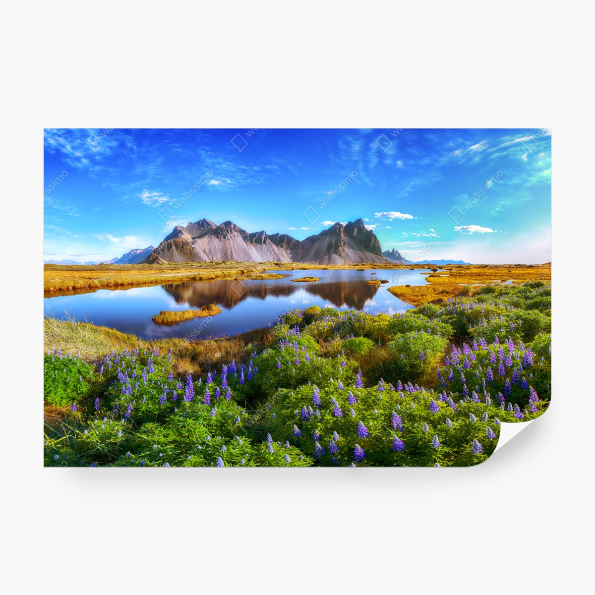 Fototapeta łąka łubinów przy Vestrahorn, Islandia – Wallissimo® Fototapeta łąka łubinów przy Vestrahorn, Islandia – Wallissimo®