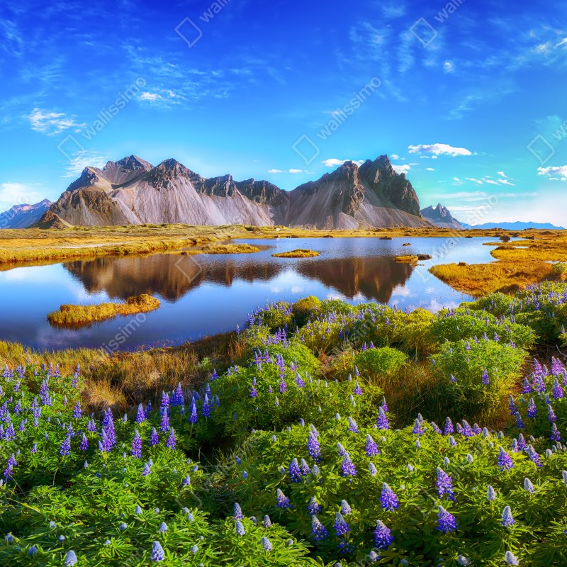 Fototapeta łąka łubinów przy Vestrahorn, Islandia – Wallissimo® Fototapeta łąka łubinów przy Vestrahorn, Islandia – Wallissimo®