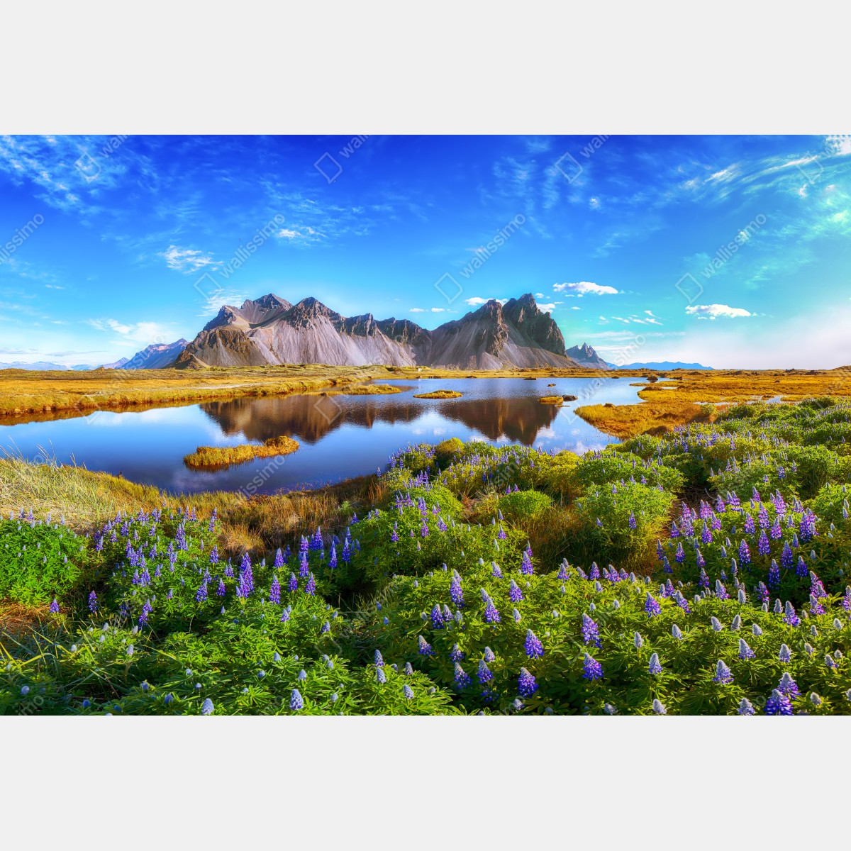 Fototapeta łąka łubinów przy Vestrahorn, Islandia – Wallissimo® Fototapeta łąka łubinów przy Vestrahorn, Islandia – Wallissimo®