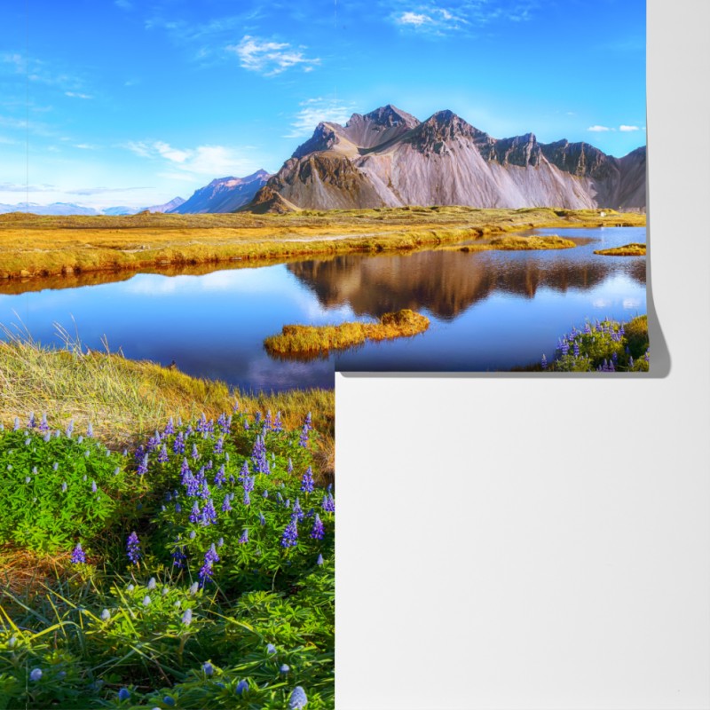 Fototapeta łąka łubinów przy Vestrahorn, Islandia – Wallissimo® Fototapeta łąka łubinów przy Vestrahorn, Islandia – Wallissimo®