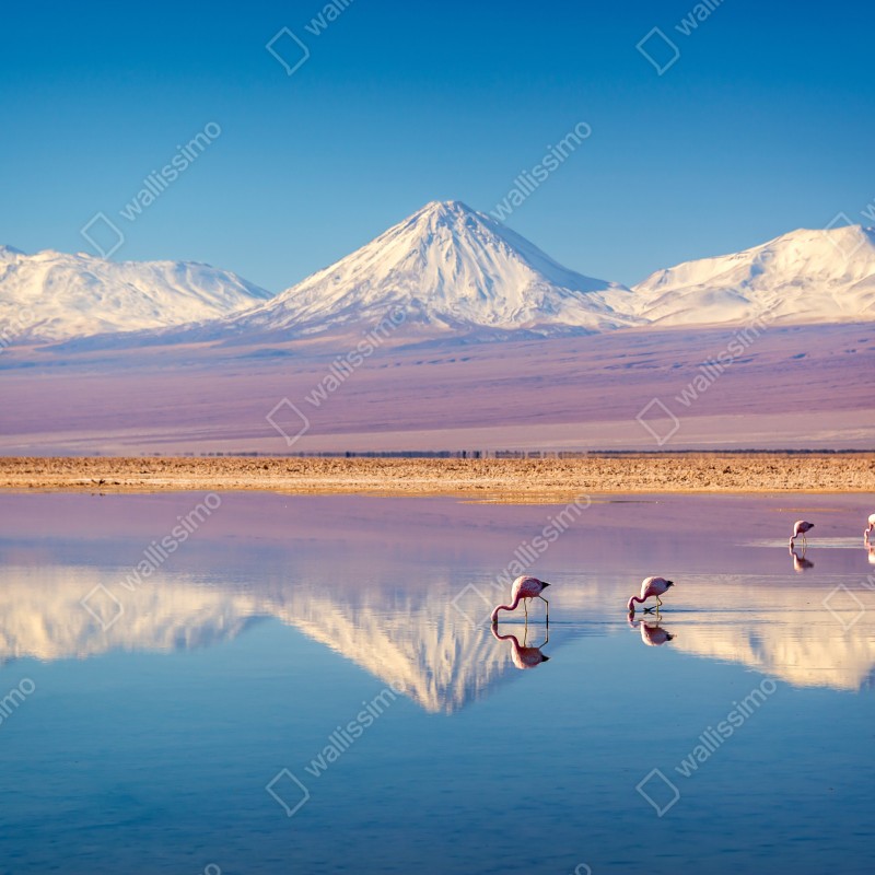 Fototapeta Laguna Chaxa z flamingami i Licancabur – Wallissimo® Fototapeta Laguna Chaxa z flamingami i Licancabur – Wallissimo®