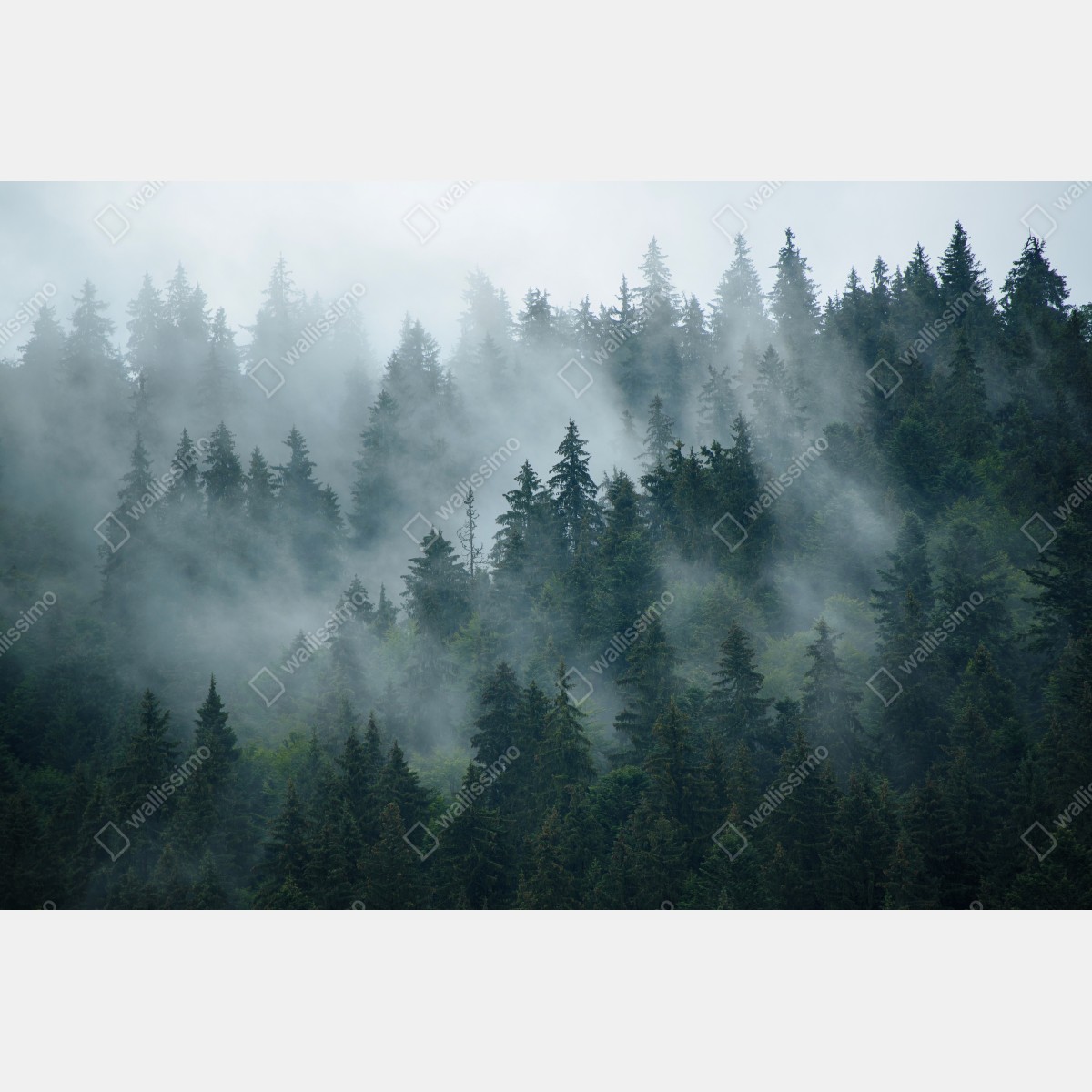 Fototapeta mglisty iglasty las – Wallissimo® Fototapeta mglisty iglasty las – Wallissimo®