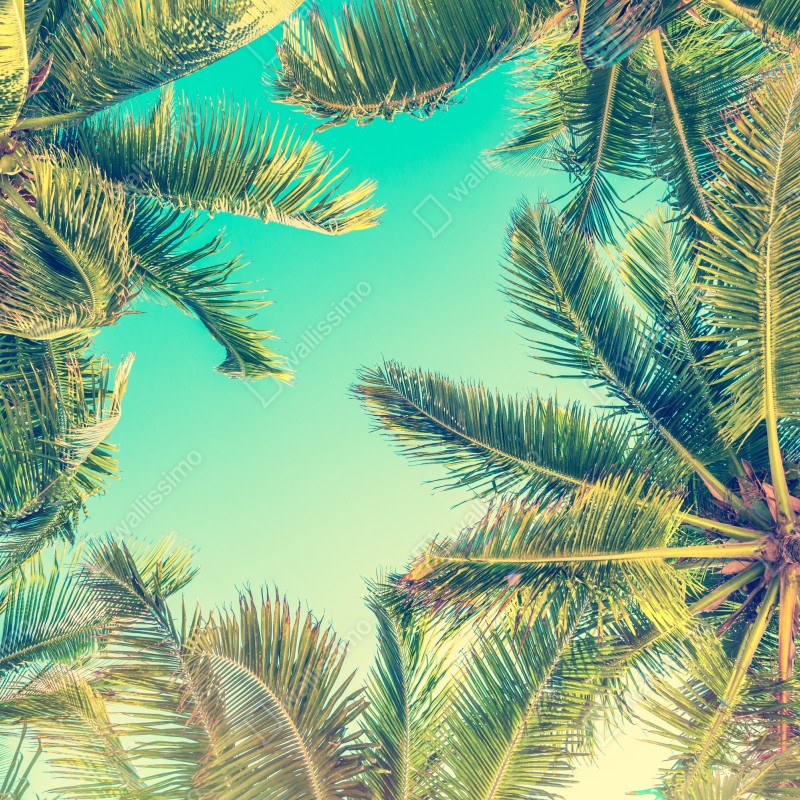 Fototapeta vintage turkusowy baldachim palm – Wallissimo® Fototapeta vintage turkusowy baldachim palm – Wallissimo®