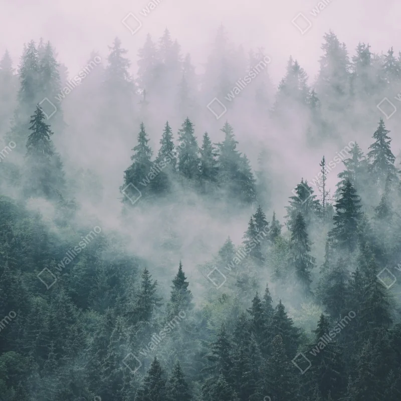 Fototapeta mglisty las iglasty – Wallissimo® Fototapeta mglisty las iglasty – Wallissimo®