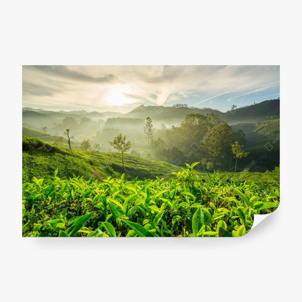 Fototapeta wschód słońca nad plantacjami herbaty w Munnar – Wallissimo® Fototapeta wschód słońca nad plantacjami herbaty w Munnar – Wallissimo®