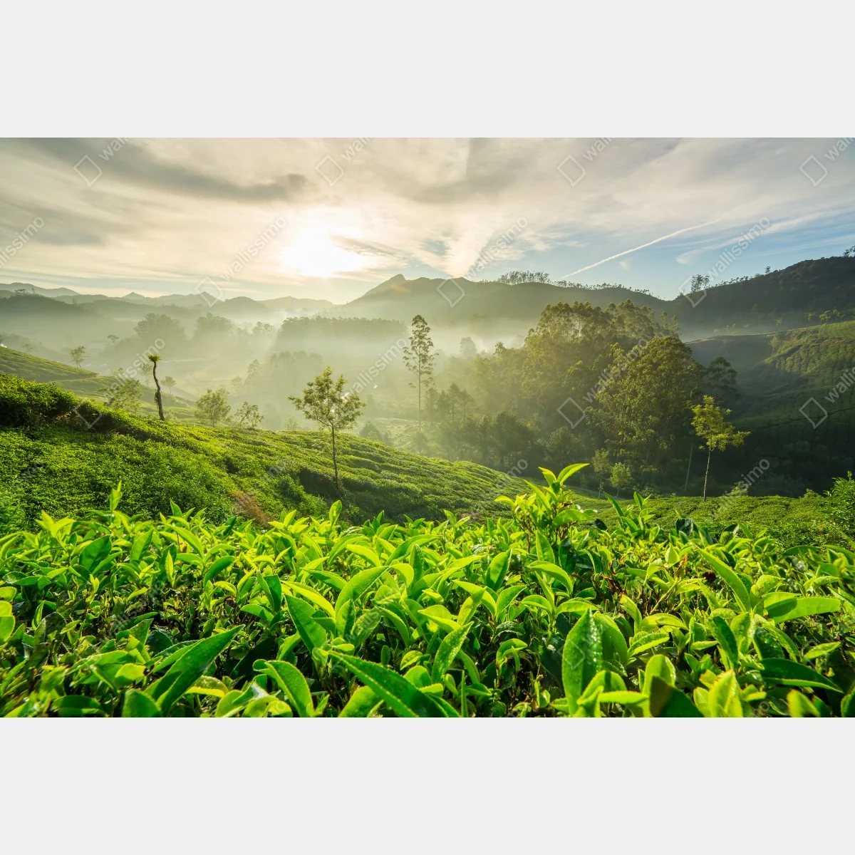 Fototapeta wschód słońca nad plantacjami herbaty w Munnar – Wallissimo® Fototapeta wschód słońca nad plantacjami herbaty w Munnar – Wallissimo®
