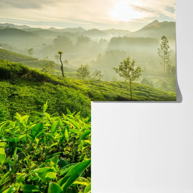 Fototapeta wschód słońca nad plantacjami herbaty w Munnar – Wallissimo® Fototapeta wschód słońca nad plantacjami herbaty w Munnar – Wallissimo®