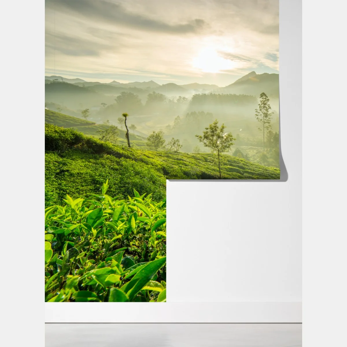 Fototapeta wschód słońca nad plantacjami herbaty w Munnar – Wallissimo® Fototapeta wschód słońca nad plantacjami herbaty w Munnar – Wallissimo®