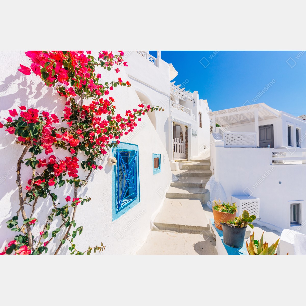 Fototapeta Santorini biała uliczka z bugenwillą – Wallissimo® Fototapeta Santorini biała uliczka z bugenwillą – Wallissimo®
