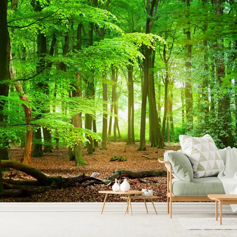 Fototapeta słoneczny zielony las