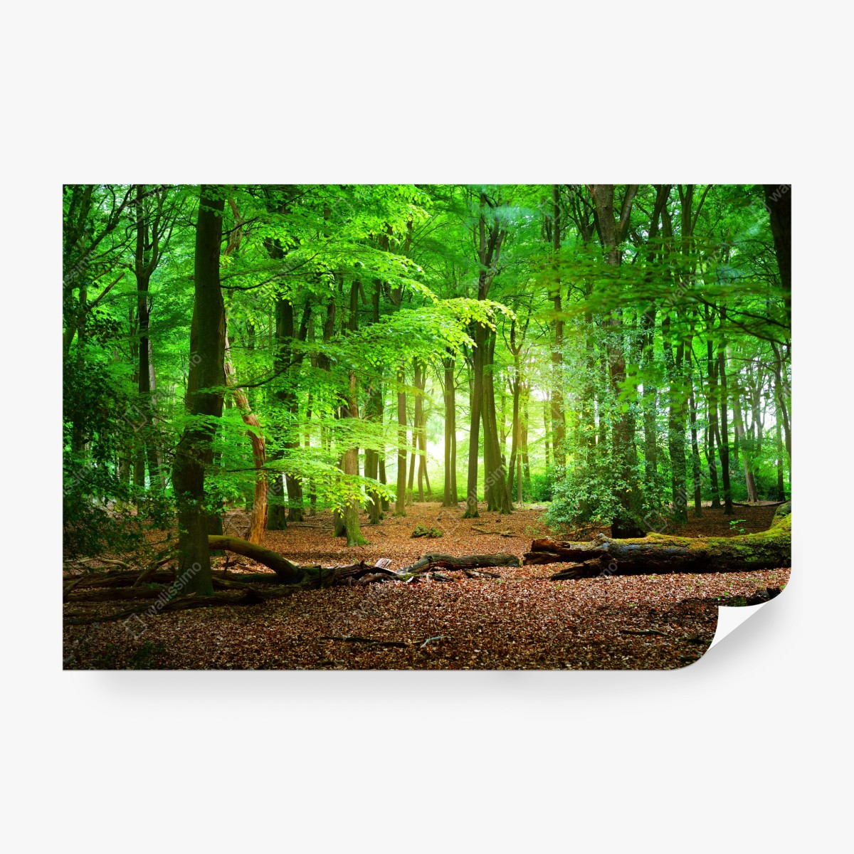 Fototapeta słoneczny zielony las – Wallissimo® Fototapeta słoneczny zielony las – Wallissimo®