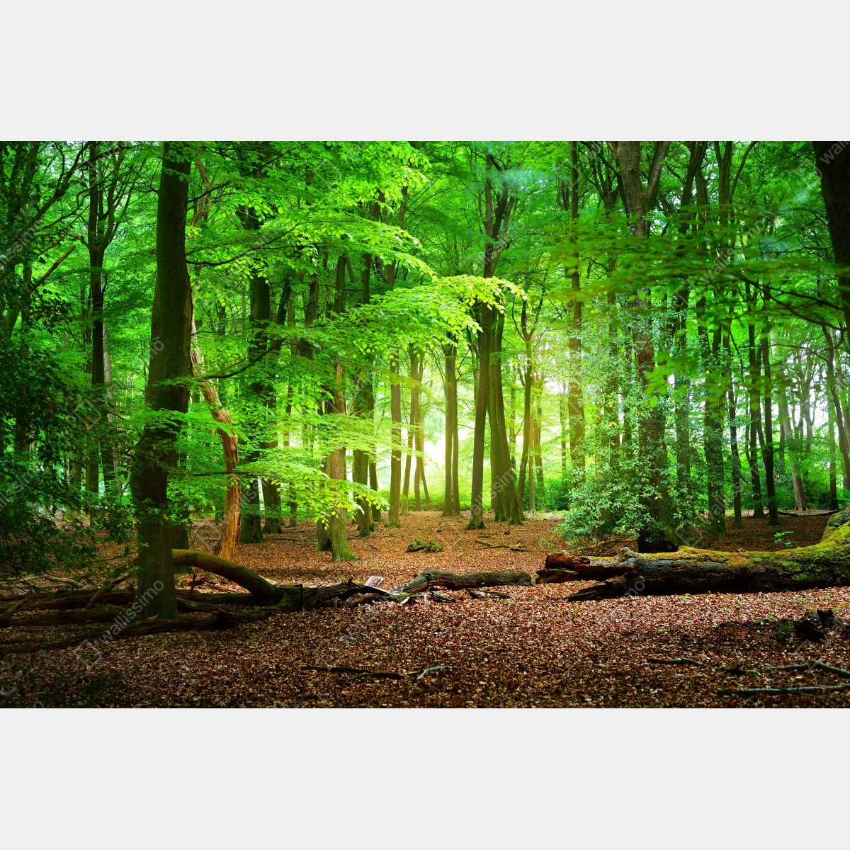 Fototapeta słoneczny zielony las – Wallissimo® Fototapeta słoneczny zielony las – Wallissimo®
