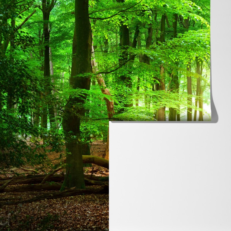 Fototapeta słoneczny zielony las – Wallissimo® Fototapeta słoneczny zielony las – Wallissimo®