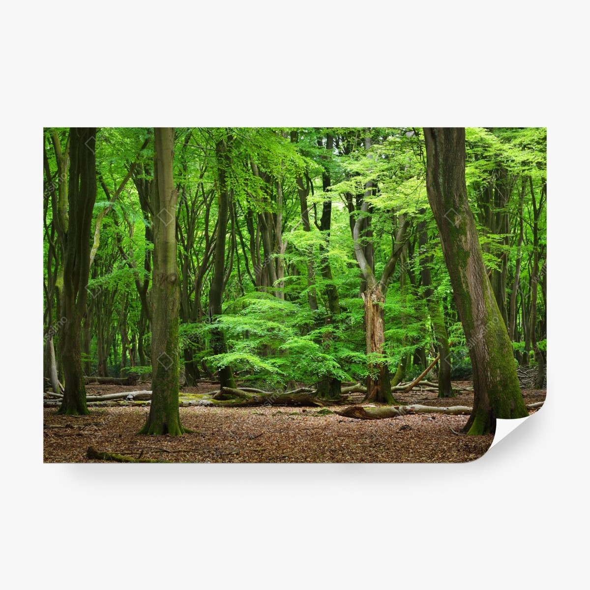 Fototapeta spokojna zielona korona lasu – Wallissimo® Fototapeta spokojna zielona korona lasu – Wallissimo®