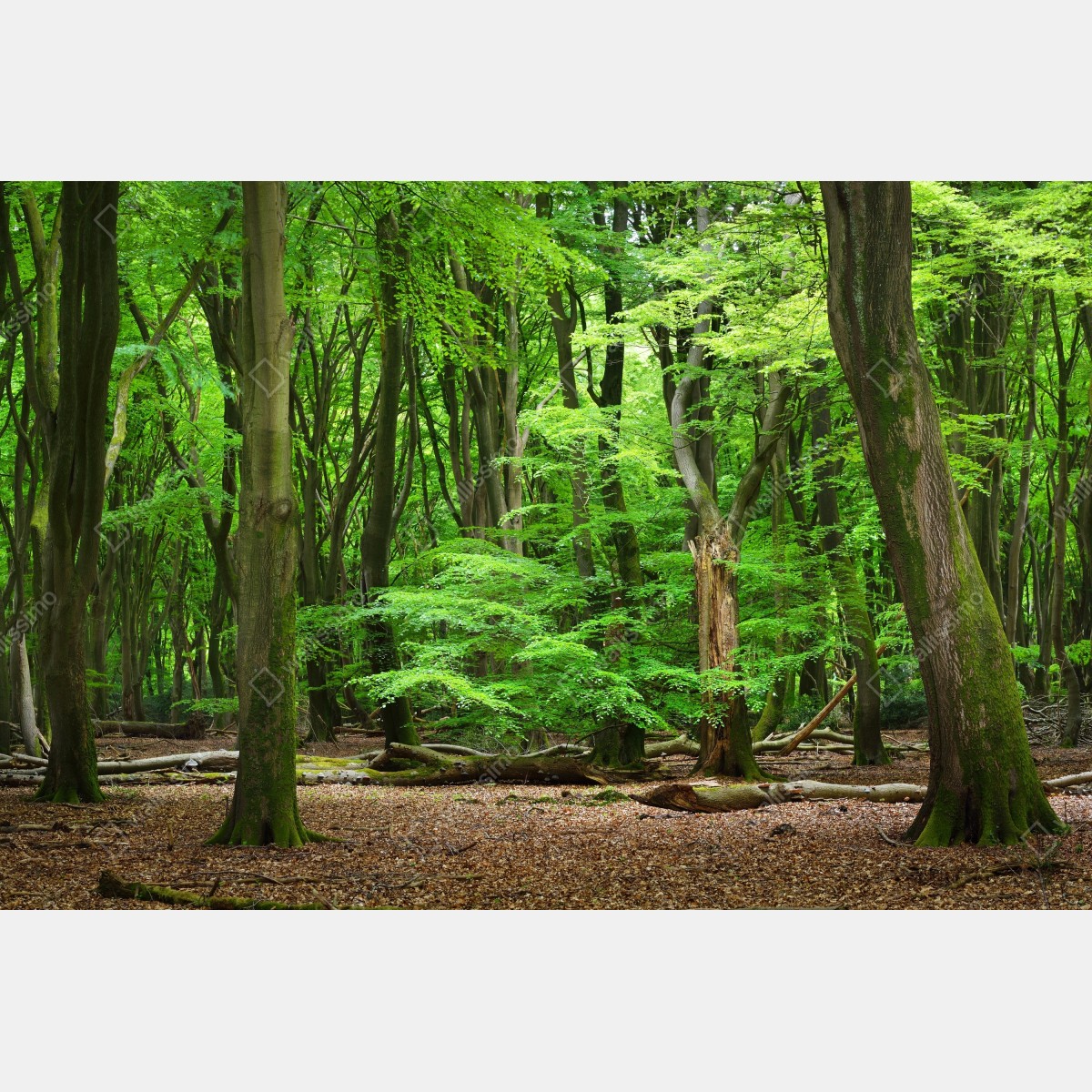 Fototapeta spokojna zielona korona lasu – Wallissimo® Fototapeta spokojna zielona korona lasu – Wallissimo®