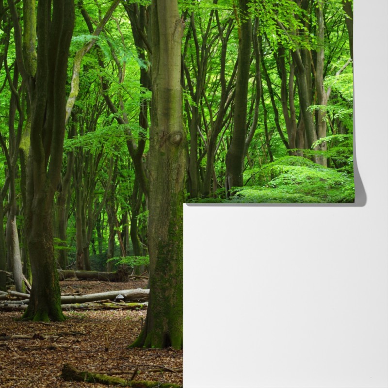 Fototapeta spokojna zielona korona lasu – Wallissimo® Fototapeta spokojna zielona korona lasu – Wallissimo®